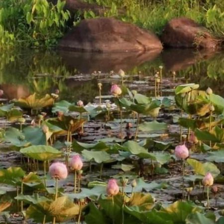 Fandee Island Treehouses & Ziplines - Tad Lo, Bolaven Loop Pakse Ban Kiangtat Exterior foto